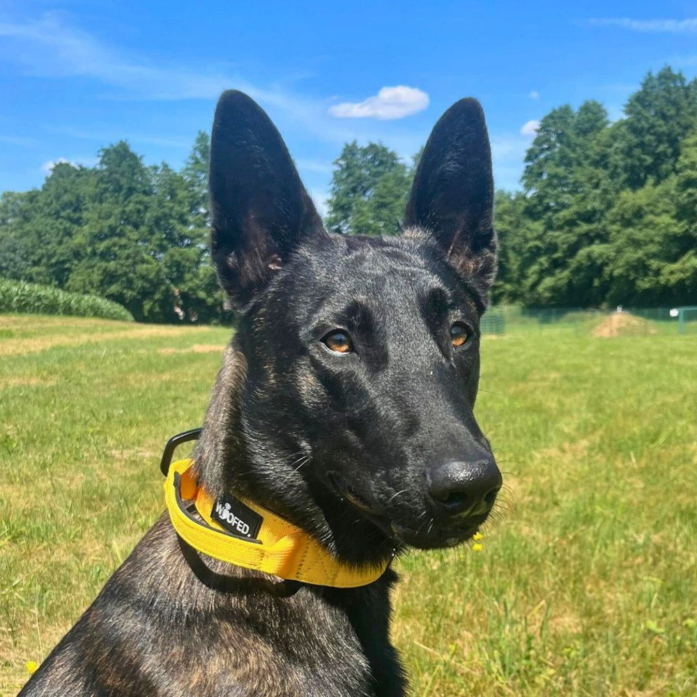 Ultraleichtes, gelbes Nylon Halsband mit Griff an einem gestromten Hund auf einem grünen Feld unter blauem Himmel.