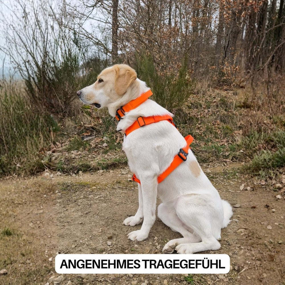 Hund im orangefarbenen WOOFLEX® Geschirr sitzt auf einem Naturweg, umgeben von Bäumen und Sträuchern.