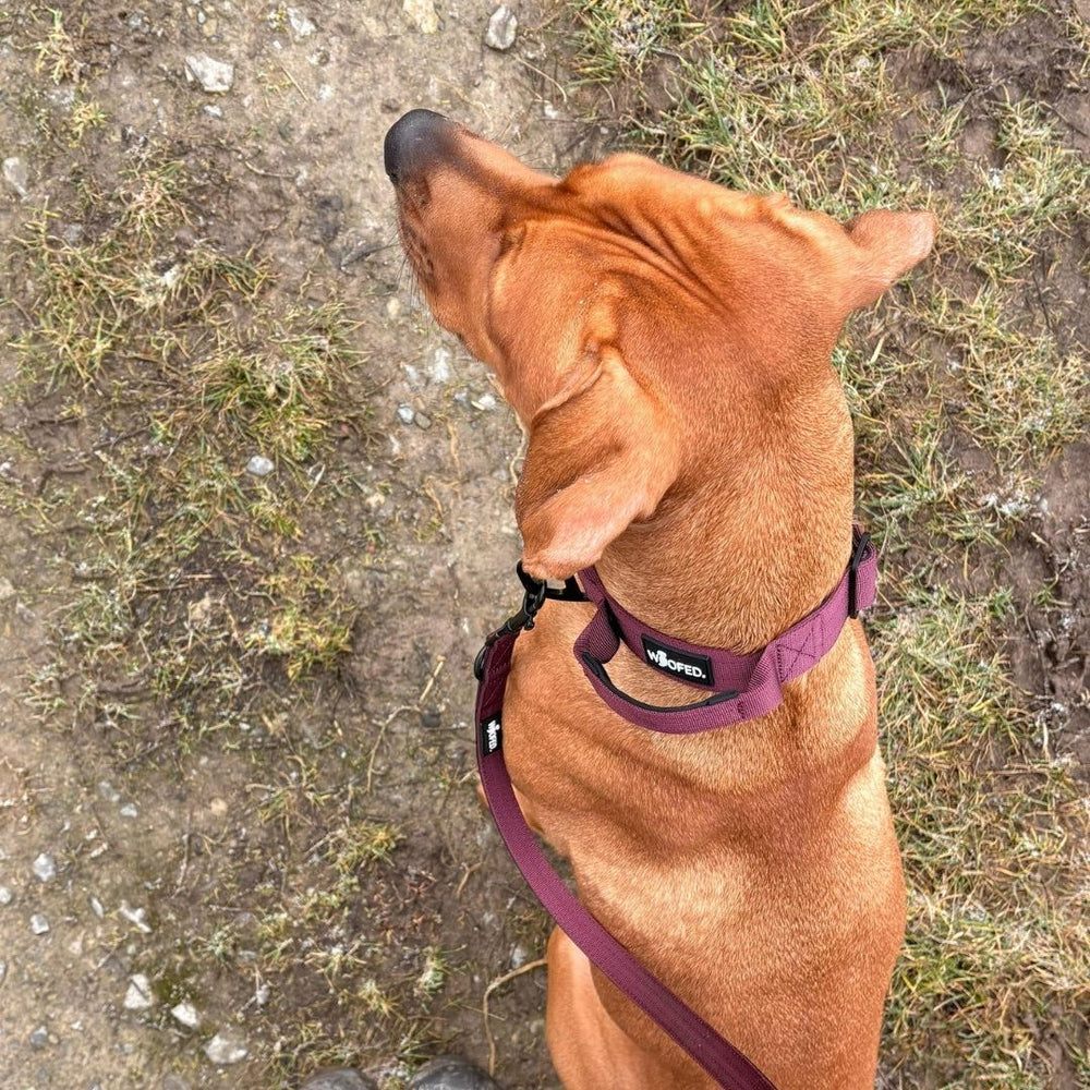 Hund mit rotem Fell an Nylon Führleine Classic, stehend auf unebenem Erdboden und Gras.