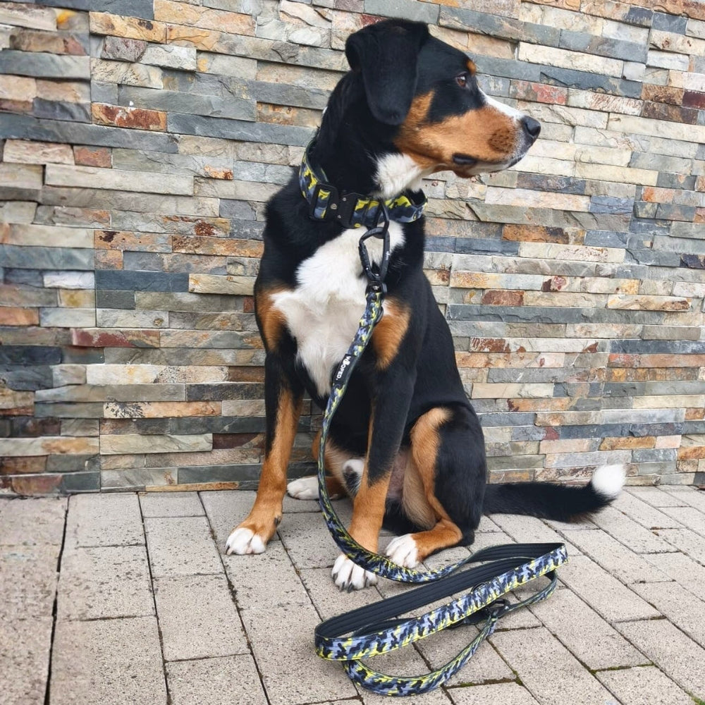Hund mit schwarz-braunem Fell sitzt an einer Steinwand, trägt ein farbenfrohes Halsband und eine passende Leine daneben.
