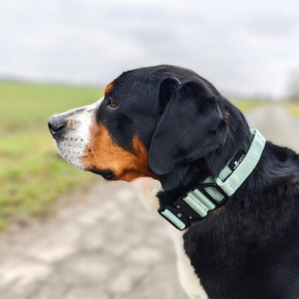 Hund mit mintgrünem Nylon Halsband auf einer Wiese unter bewölktem Himmel. Ultraleicht und praktisch für Spaziergänge.