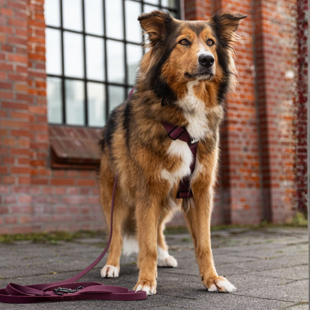 Braun-schwarzer Hund im WOOFLEX® Y-Hundegeschirr auf gepflastertem Weg vor Backsteinmauer mit Fenstern.