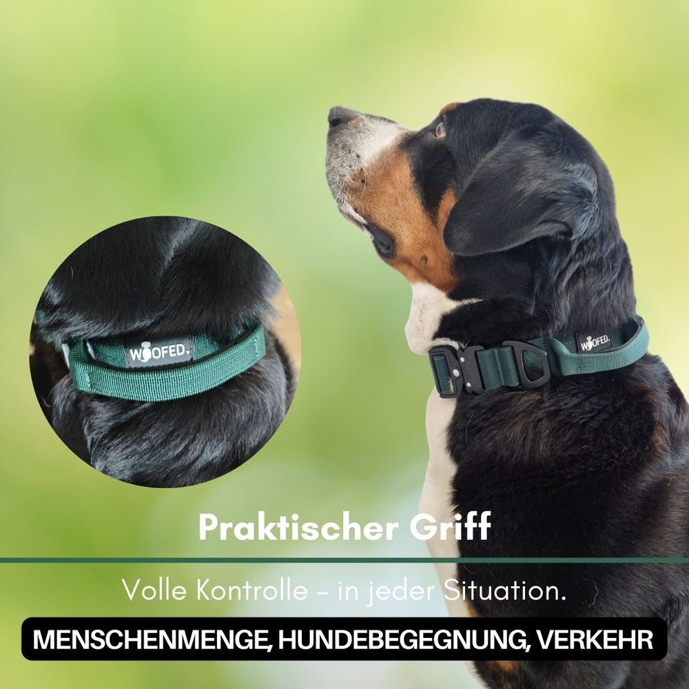 Ultraleichtes Nylon Halsband-Leine-Set für Hunde in grün, ideal für sichere Kontrolle in verschiedenen Umgebungen.