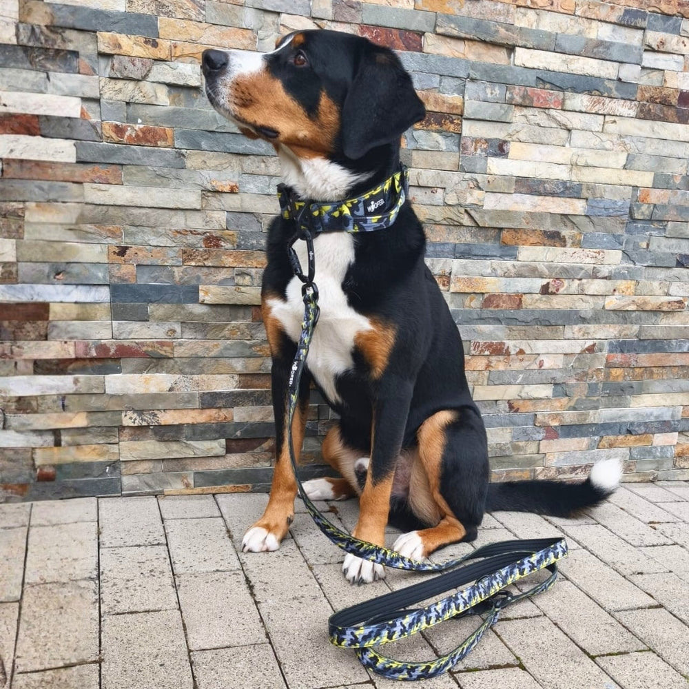 Hund mit buntem Halsband und Leine aus Nylon vor einer Steinwand, ideal für Sicherheit und Stil beim Gassigehen.