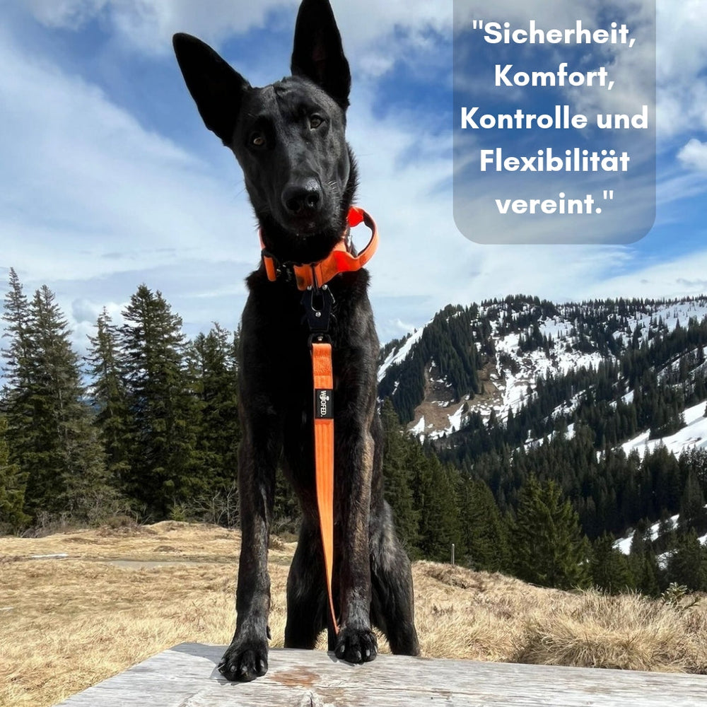 Schwarzer Hund mit orangefarbenem Geschirr steht auf Holzstamm in gebirgiger Landschaft mit Bäumen und Wiesen.
