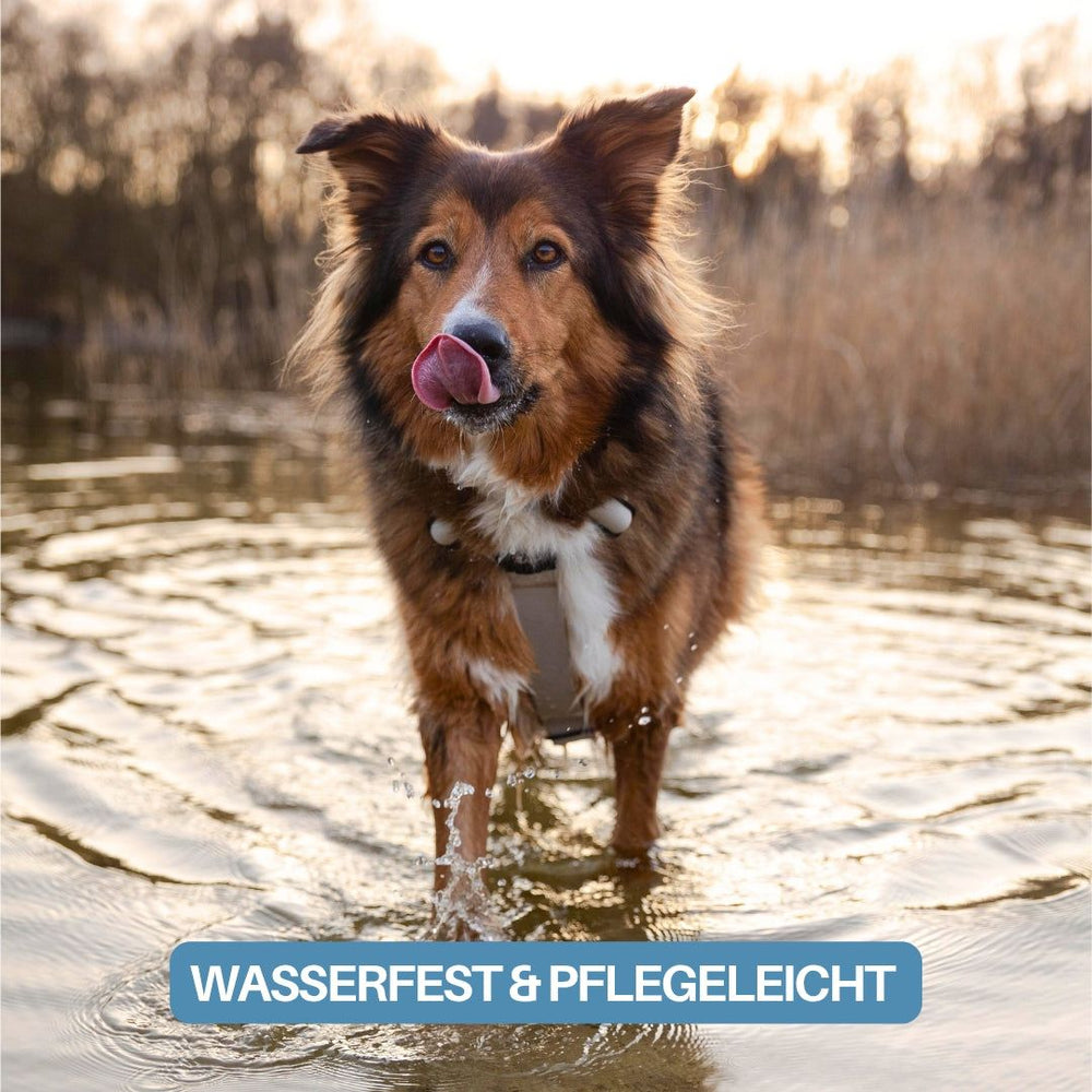 Hund im Wasser mit Y-Hundegeschirr WOOFLEX®, Sonnenuntergang im Hintergrund, umgeben von Pflanzen.