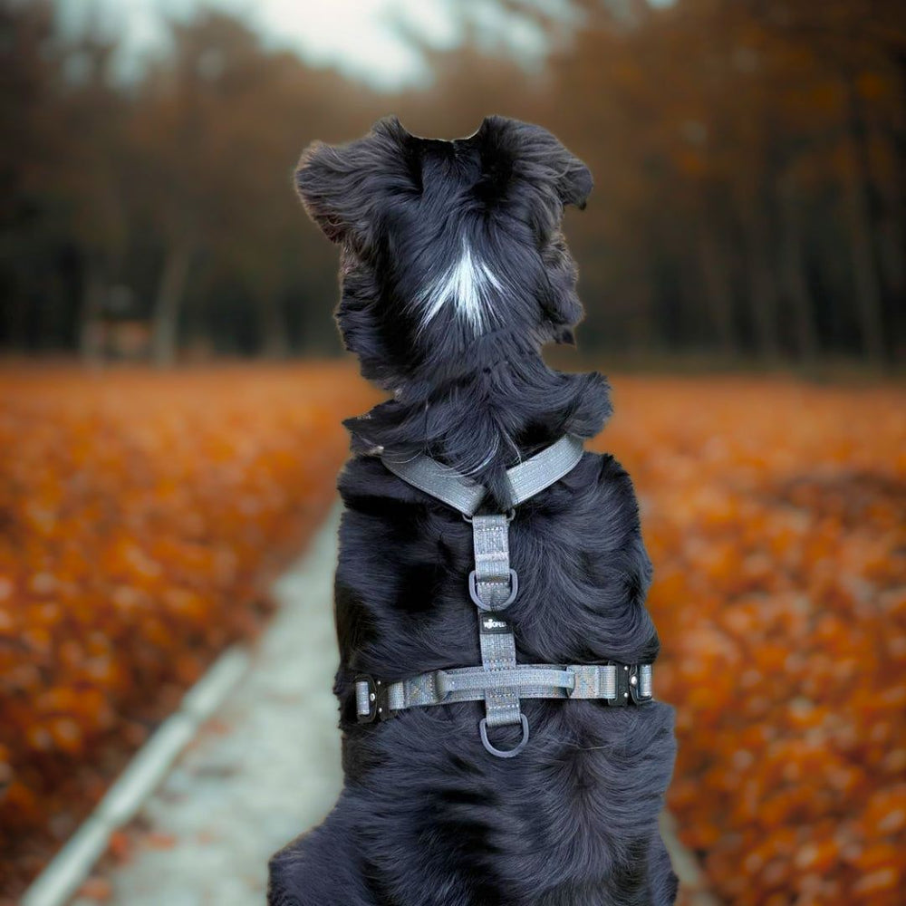 Hund mit Y-Hundegeschirr und Griff auf einem herbstlichen Weg, umgeben von bunten Blättern und verschwommenem Wald.