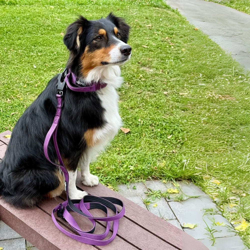 Hund mit lila Leine und Halsband sitzt auf Holzbank, umgeben von grüner Wiese und Gehweg.