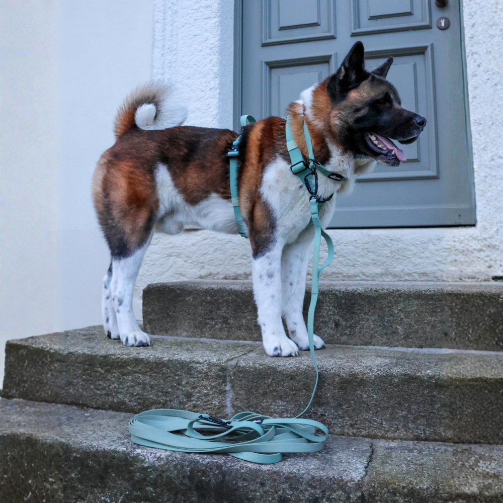Akita-Hund auf Treppe mit grünem Geschirr und WOOFLEX® Schleppleine, graue Tür im Hintergrund.