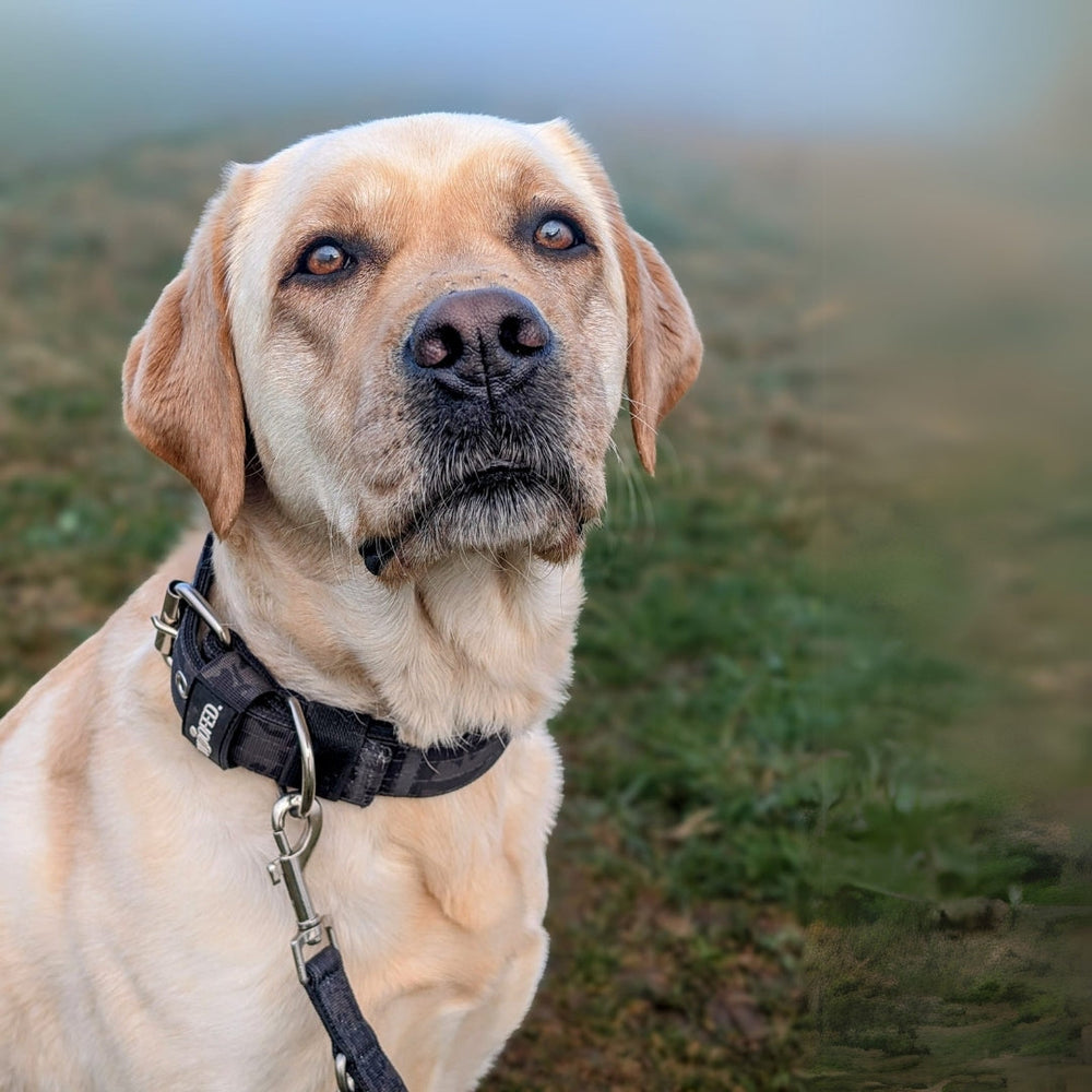 Labrador Retriever mit schwarzem Geschirr und Nylon Classic Führleine, schaut direkt in die Kamera.