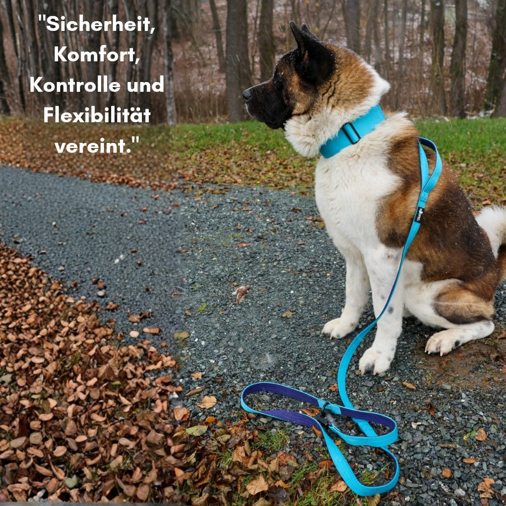 Hund in blauem Geschirr mit Leine aus Nylon in Blau und Lila, umgeben von Bäumen und einem laubbedeckten Weg.