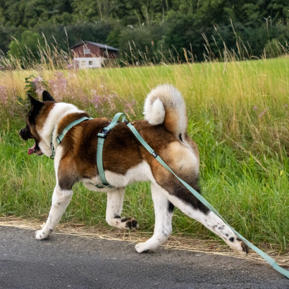 "Ein Hund mit Geschirr und WOOFLEX® Schleppleine bei einem Spaziergang auf einem Weg durch eine grüne Wiese."