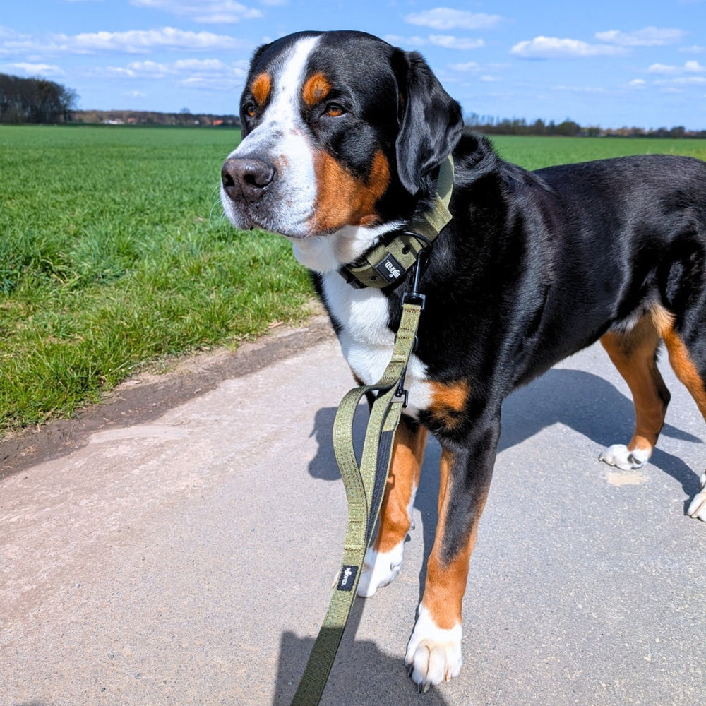 Hund an einer Nylon Classic Führleine auf grüner Wiese mit blauem Himmel und wenigen Wolken.
