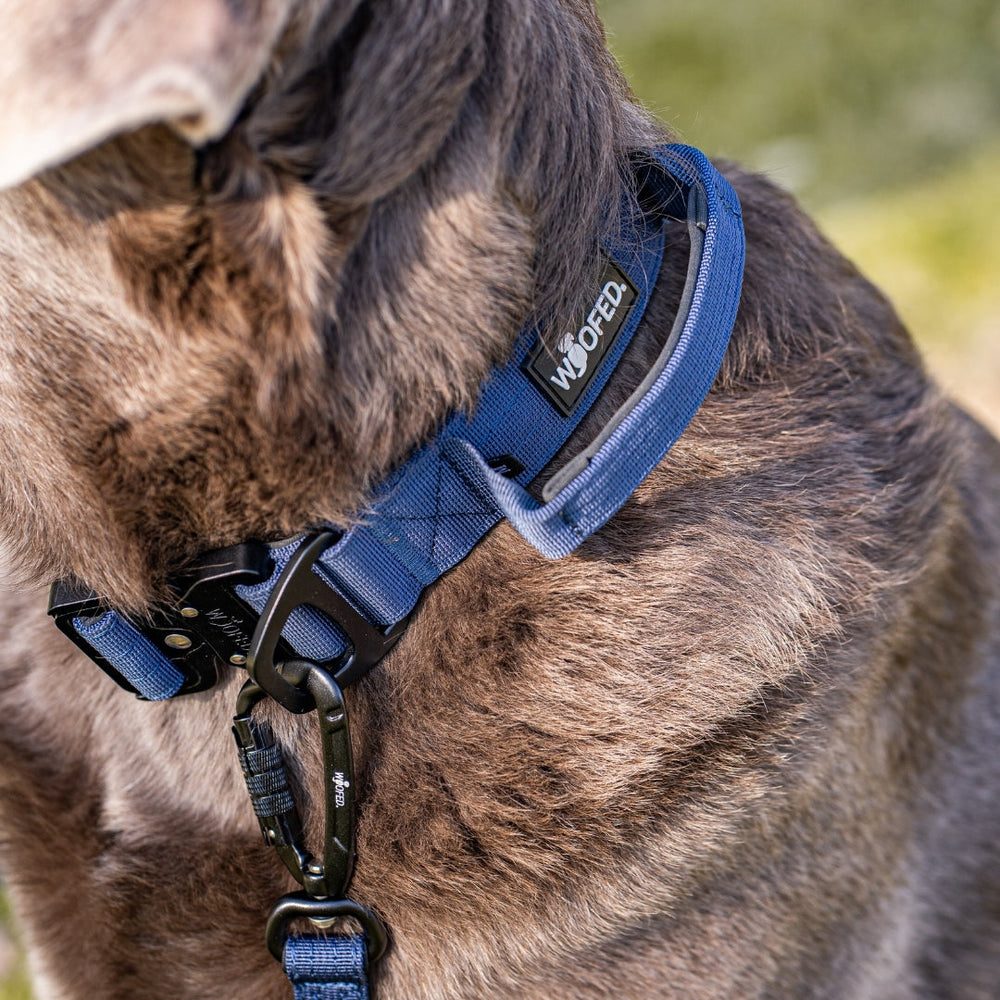 Braune Hundehalsband mit blauer Leine und Sicherheitskarabiner, Hundehalsbereich im Fokus.