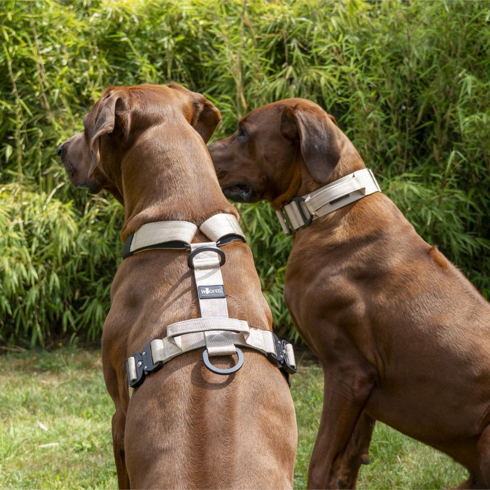 Zwei braune Hunde stehen nebeneinander, tragen Y-Hundegeschirre mit verschiedenen Farben und Zugösen.