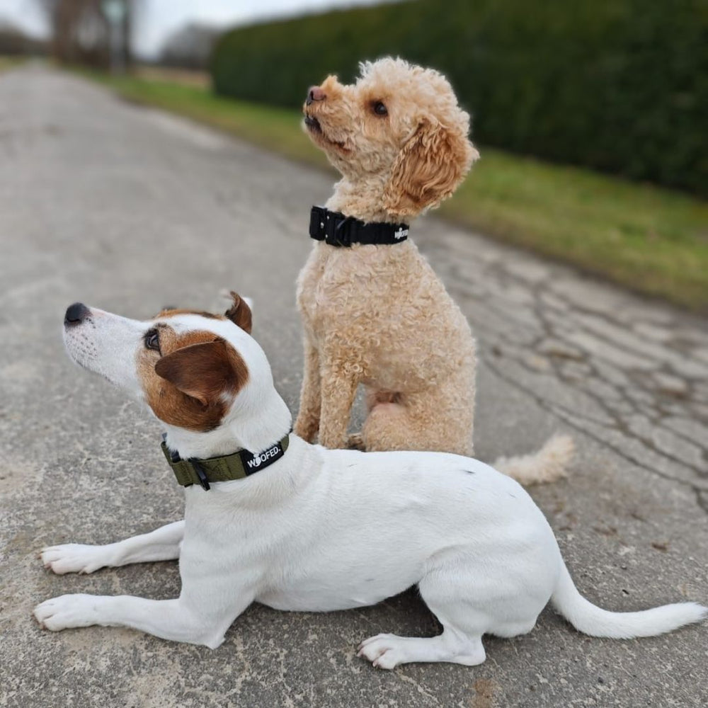 Zwei Hunde auf einem Weg, ein weißer Hund mit braunen Flecken und ein lockiger hellbrauner Hund, beide tragen Nylon Halsbänder.