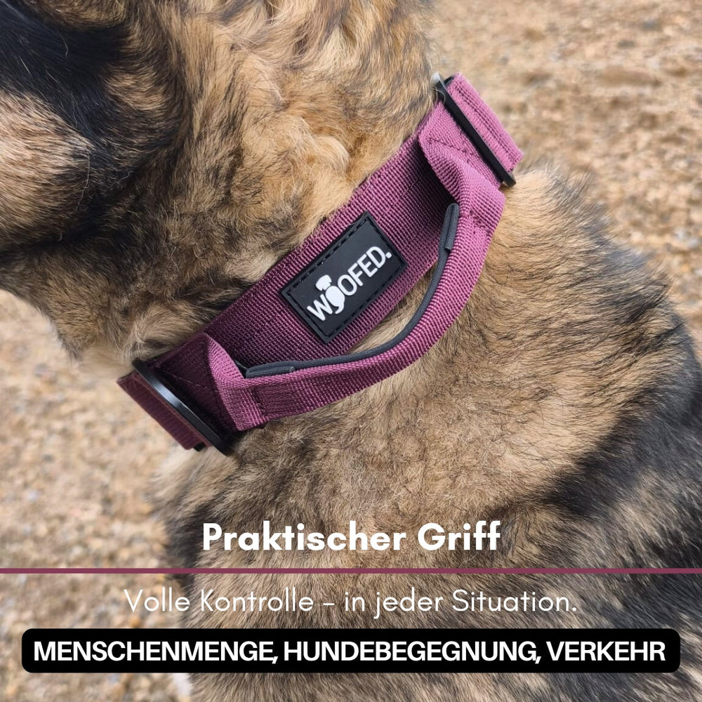 Hund im Nylon Halsband mit Griff, ideal für Kontrolle in Menschenmengen und beim Training.