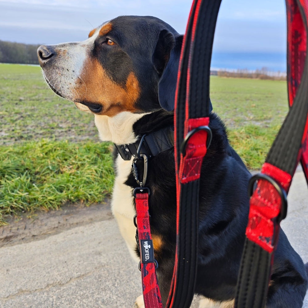 Hund an einer robusten NYLON Führleine mit Sicherheitskarabiner, sitzt auf einem grasbewachsenen Weg.