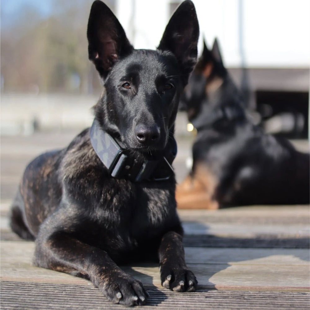 Schwarzer Hund mit dunklem Halsband entspannt auf Holzuntergrund, sonnige Stimmung, im Hintergrund ein weiterer Hund.