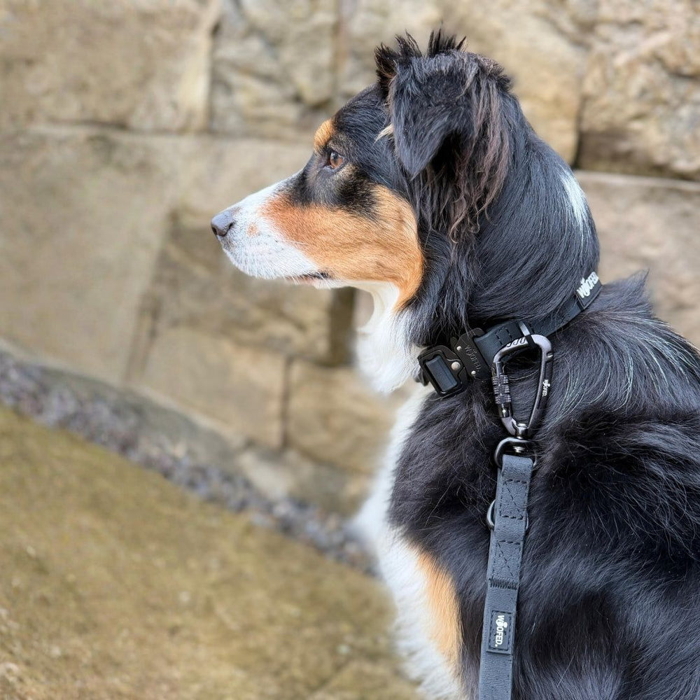 Hund mit mehrfarbigem Fell an WOOFLEX® Führleine, schwarzes Halsband, Profilansicht, sanfter Hintergrund.