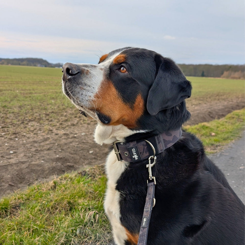 Hund mit schwarz-braunem Fell sitzt an Nylon Classic Führleine auf Wiese, schaut aufmerksam auf Weg, Feld und Wolken im Hintergrund.