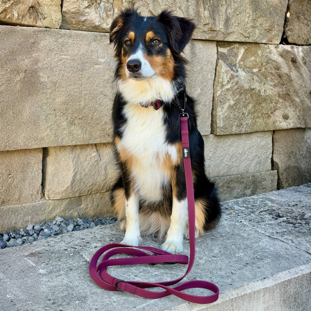 Schwarz-brauner Hund mit weißen Akzenten sitzt auf Steinboden neben lila WOOFLEX® Pro Hundeleine.