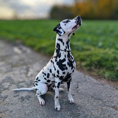 Woofchain Kettenhalsband aus Edelstahl