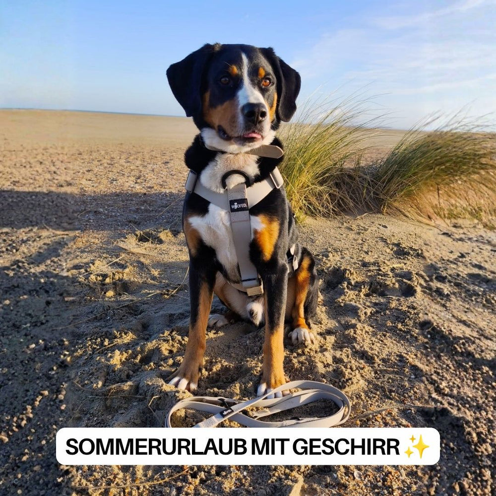 Hund am Strand mit WOOFLEX® Geschirr und Leine, umgeben von Sanddünen und blauem Himmel.