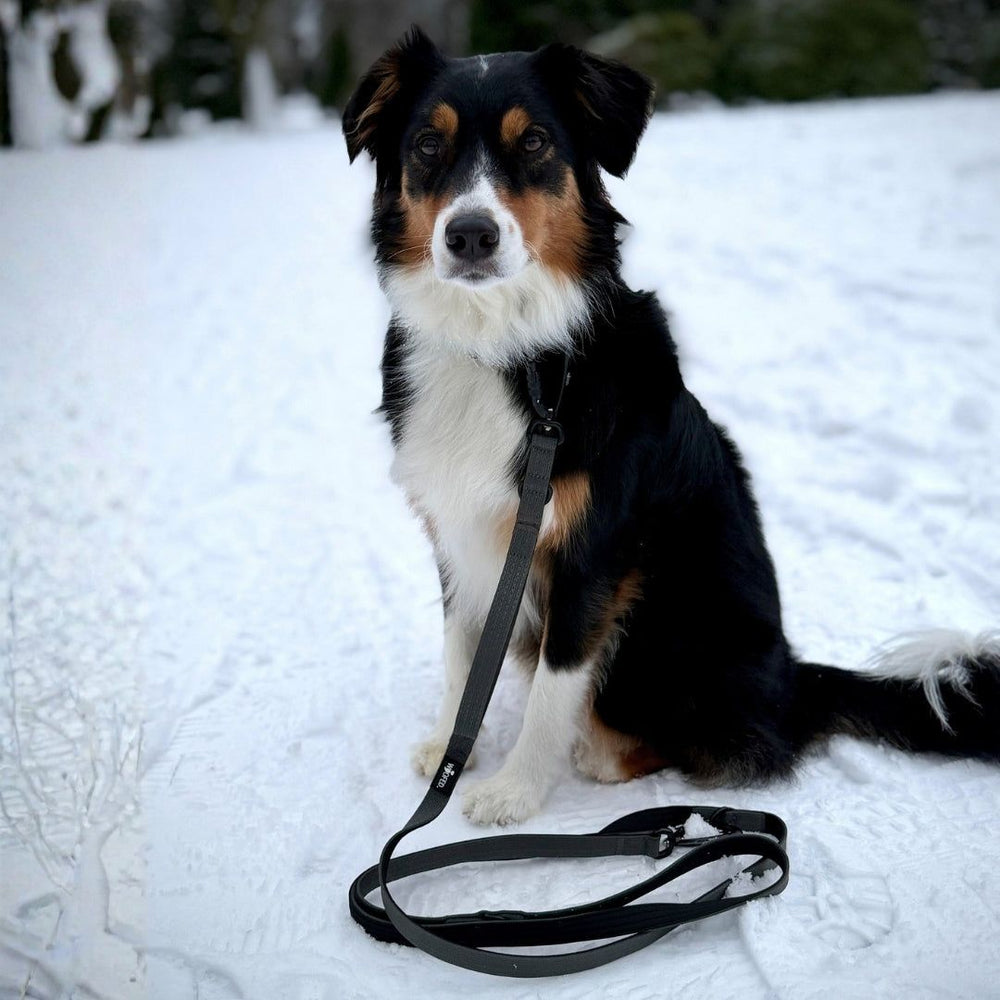 Hund auf schneebedecktem Boden mit LEINE und Halsband, winterliche Umgebung, sicherer NYLON-Karabiner.