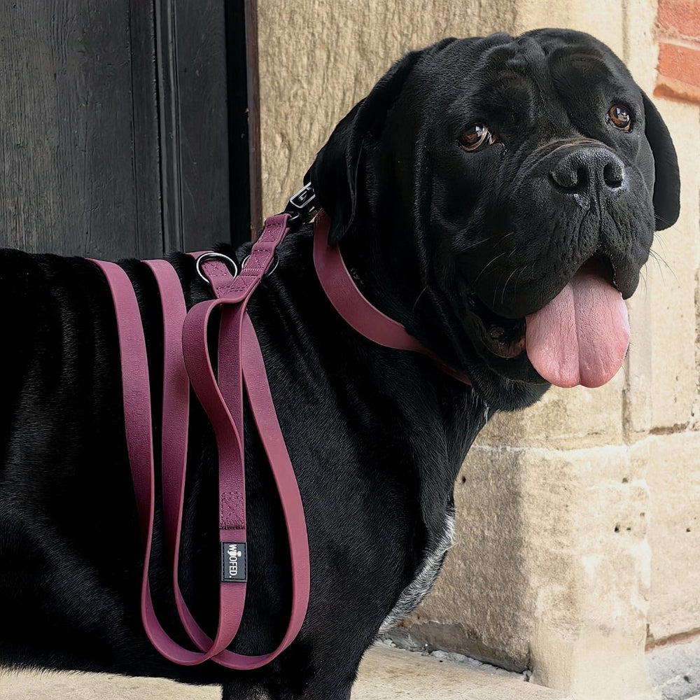 Schwarzer Hund mit rotem Geschirr und WOOFLEX® Froschkarabiner vor einer Steinwand, mit herausgestreckter Zunge.