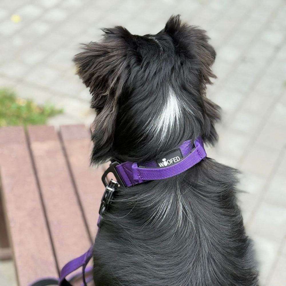 Schwarzer Hund mit weißen Strähnen sitzt auf Bank und trägt lila Halsband mit "Woofed". Ultraleichtes Nylon Halsband-Leine-Set.