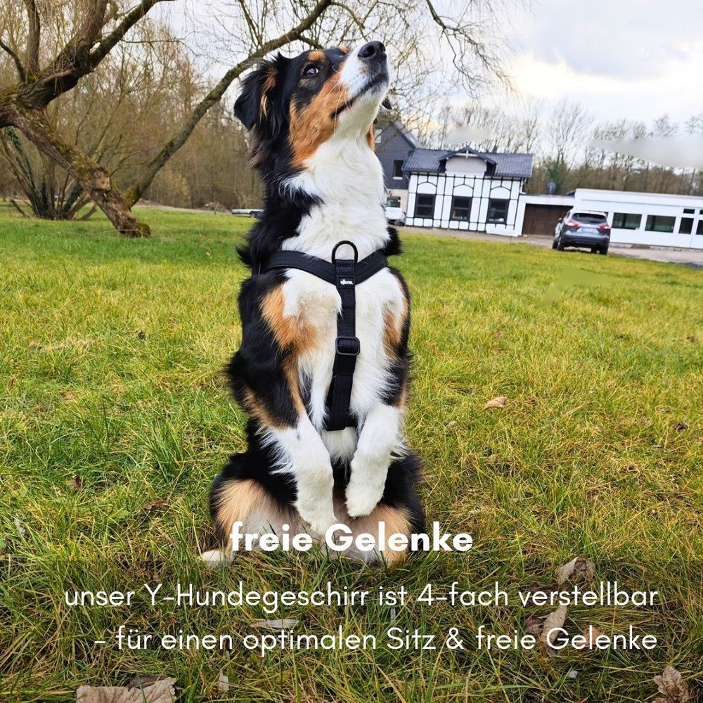 Hund im Y-Hundegeschirr mit Griff, aufmerksam auf einer Wiese stehend, im Hintergrund ein Gebäude.