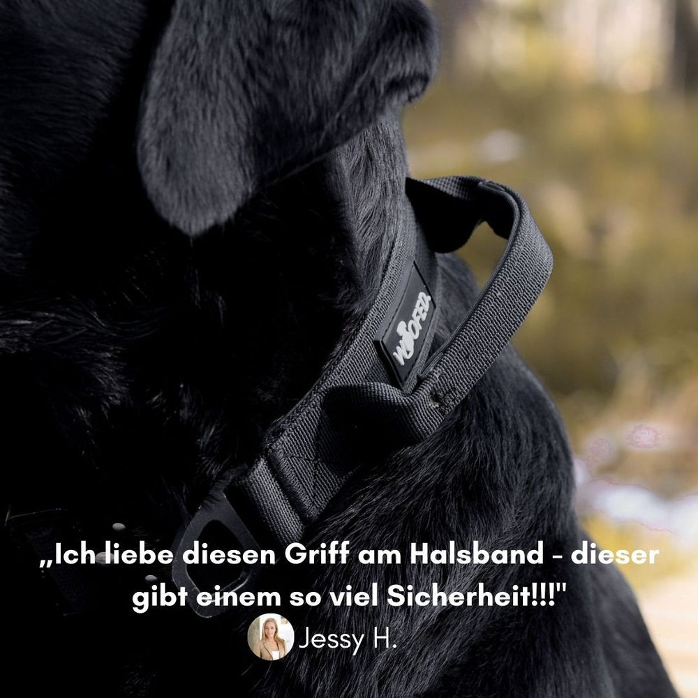 Schwarzer Hund mit Halsband und Griff in natürlicher Umgebung, perfekt für komfortable Spaziergänge.