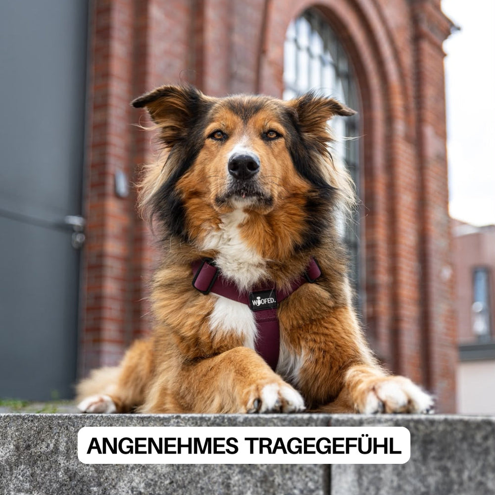 Hund im dunkelroten WOOFLEX® Geschirr sitzt auf einem Stein in urbaner Umgebung, glänzendes Fell, 4fach-verstellbar.