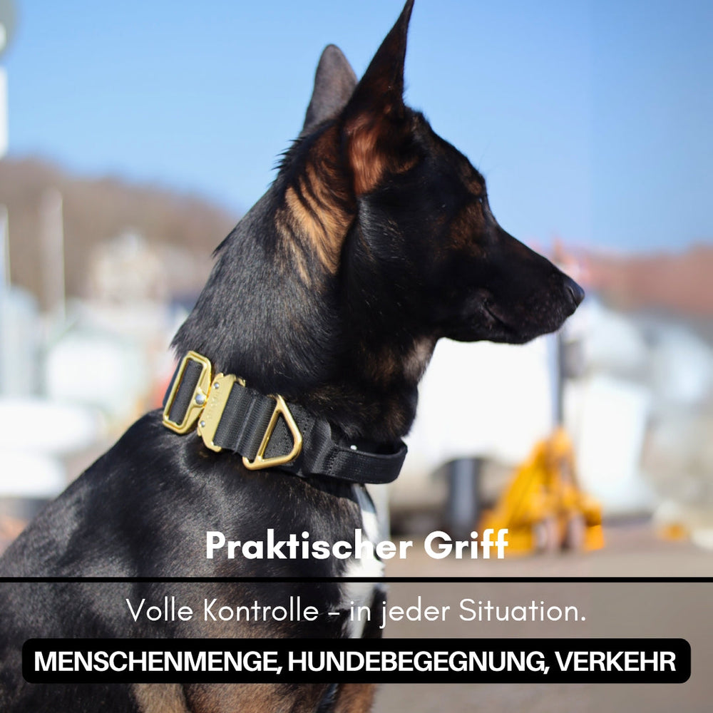 "Halsband aus Nylon für kleine Hunde mit Aluverschluss und Griff, ideal für Sicherheit und Komfort."