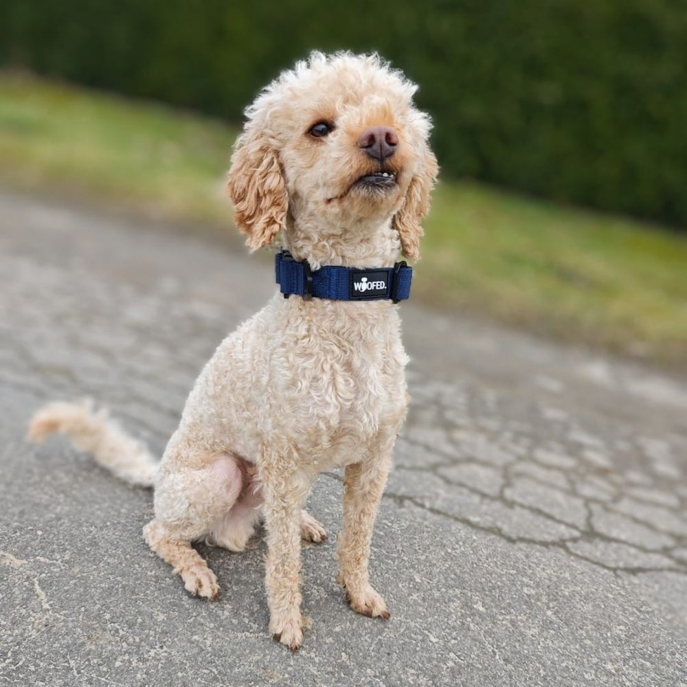 Sitzender Hund mit lockigem, hellbeigem Fell trägt ein dunkelblaues Nylon Halsband mit Griff in parkähnlicher Umgebung.