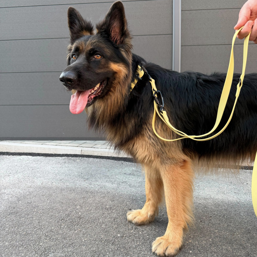 Schäferhund in gelbem Geschirr mit WOOFLEX® Pro Leine vor grauer Wand, freundlich und aufmerksam.