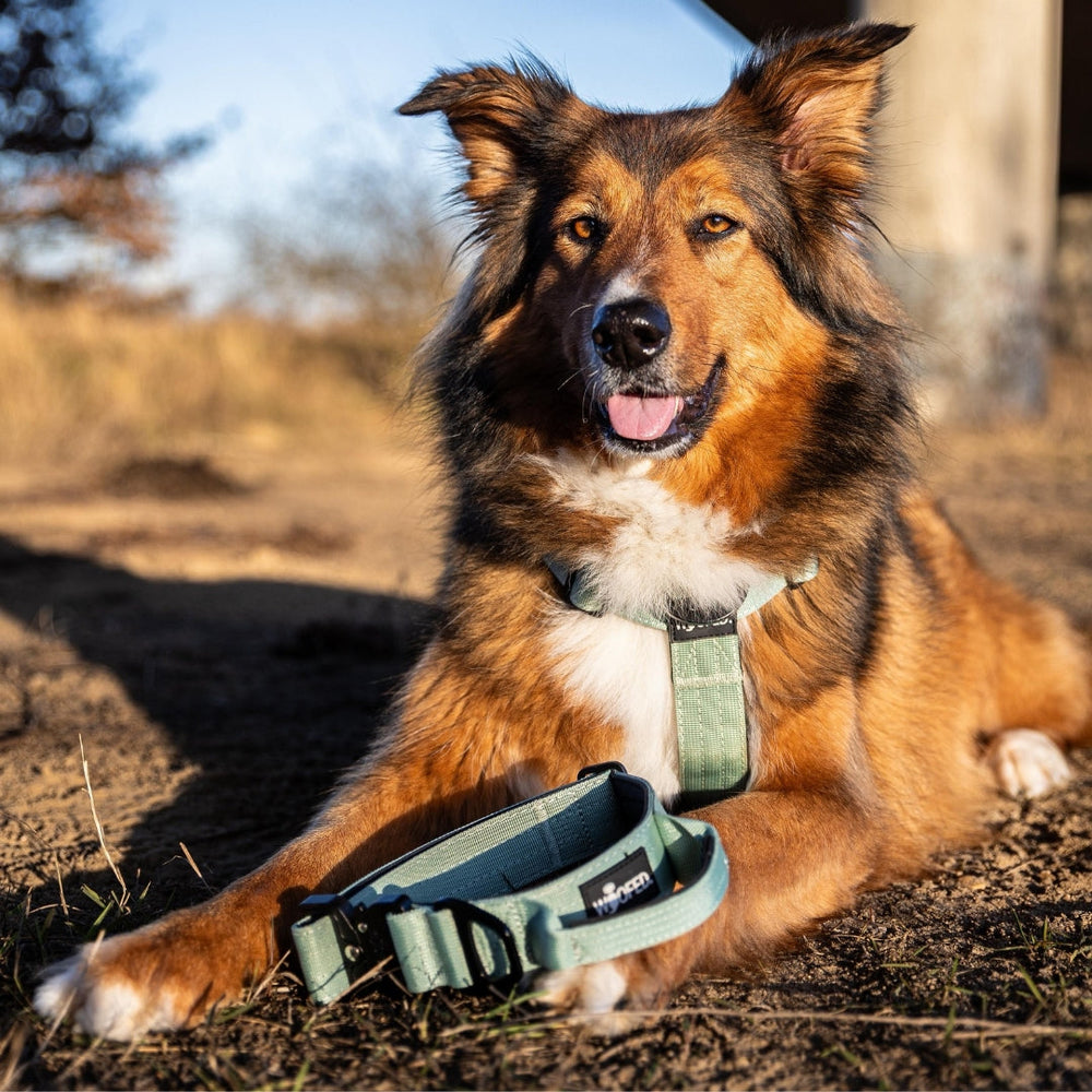 Brauner Hund mit weißen Abzeichen trägt grünes Halsband in natürlicher Landschaft mit Bäumen.