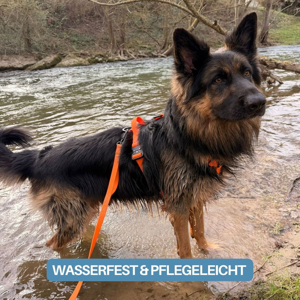 Schwarzer und brauner Hund im orangefarbenen WOOFLEX®-Geschirr am Gewässerufer, aufmerksam zur Kamera blickend.