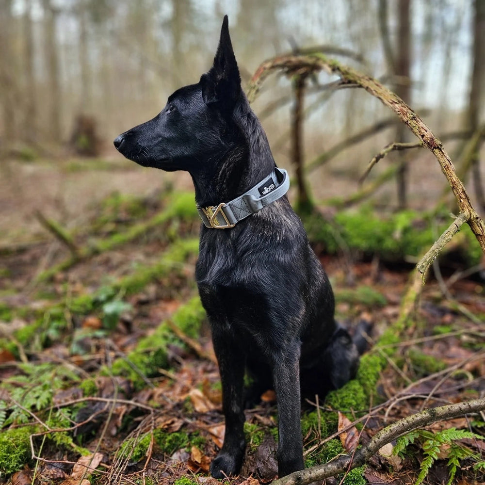 Schwarzer Hund im Wald mit grauem Nylonhalsband und Aluverschluss, umgeben von Ästen und grünem Moos.