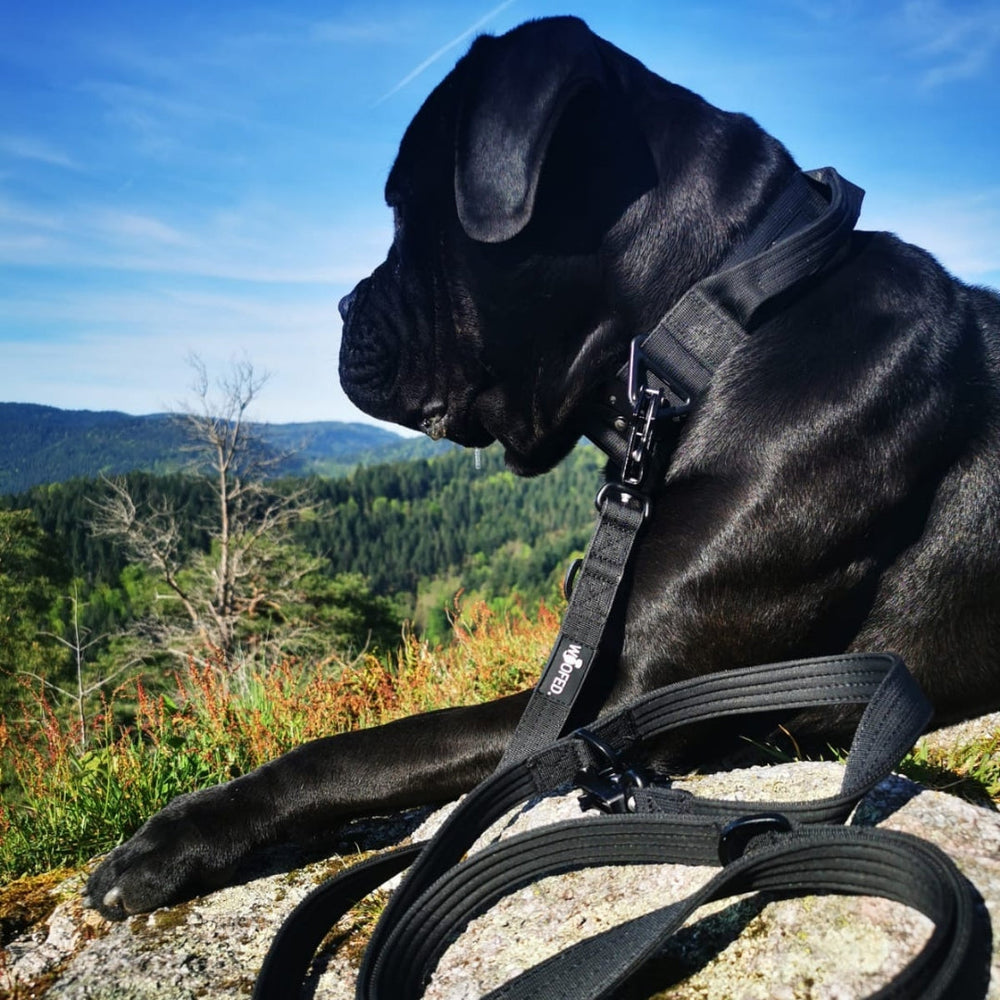 Schwarzer Hund auf Felsen mit Geschirr und Führleine, Blick in die Landschaft, ergänzt durch Bäume und blauen Himmel.