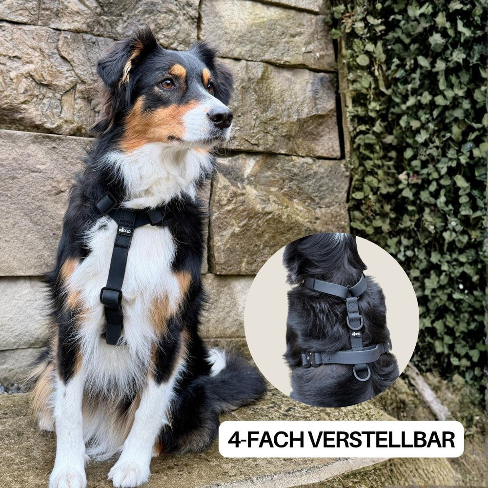 Hund mit WOOFLEX® Y-Geschirr auf Steinmauer, daneben grafische Darstellung des verstellbaren Geschirrs.