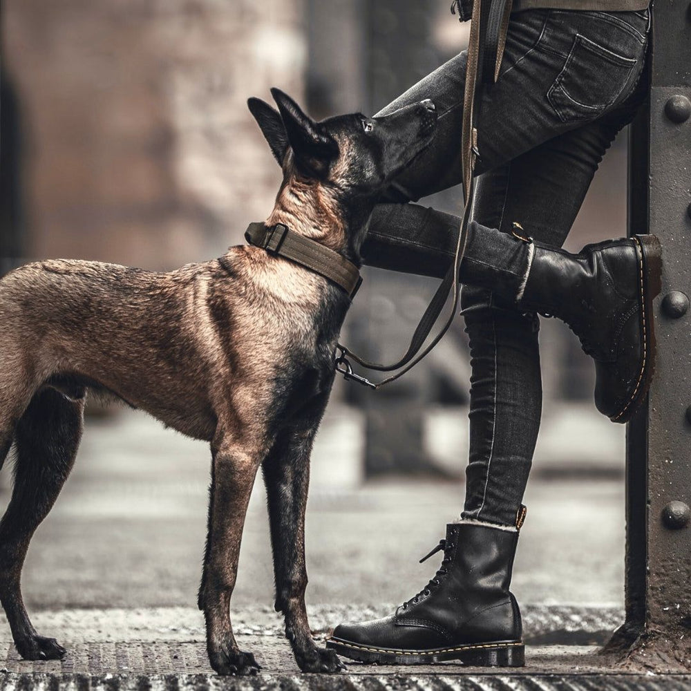 Brauner Hund mit schwarzem Fellmix schnüffelt an einem Menschen in Jeans und Stiefeln, trägt ein Nylon-Halsband.
