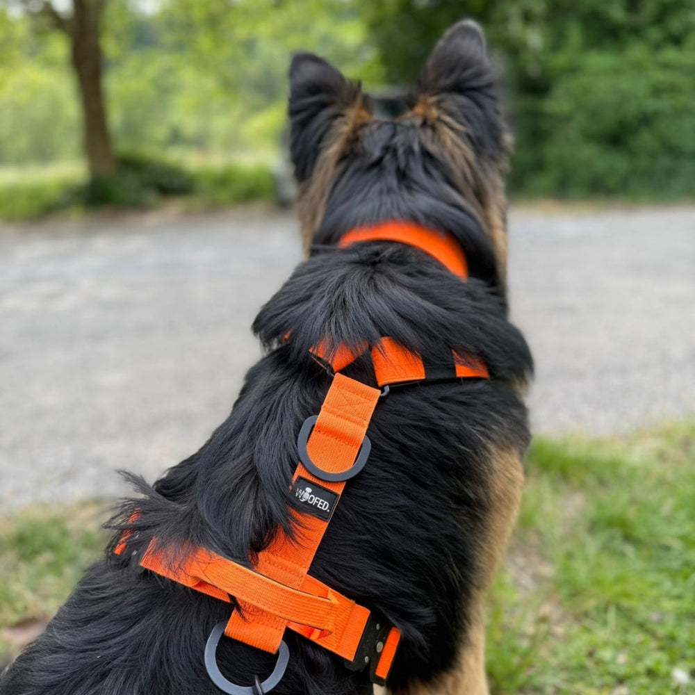 Hund im orangefarbenen Y-Geschirr mit Griff in einer grünen Umgebung, steht von hinten betrachtet.