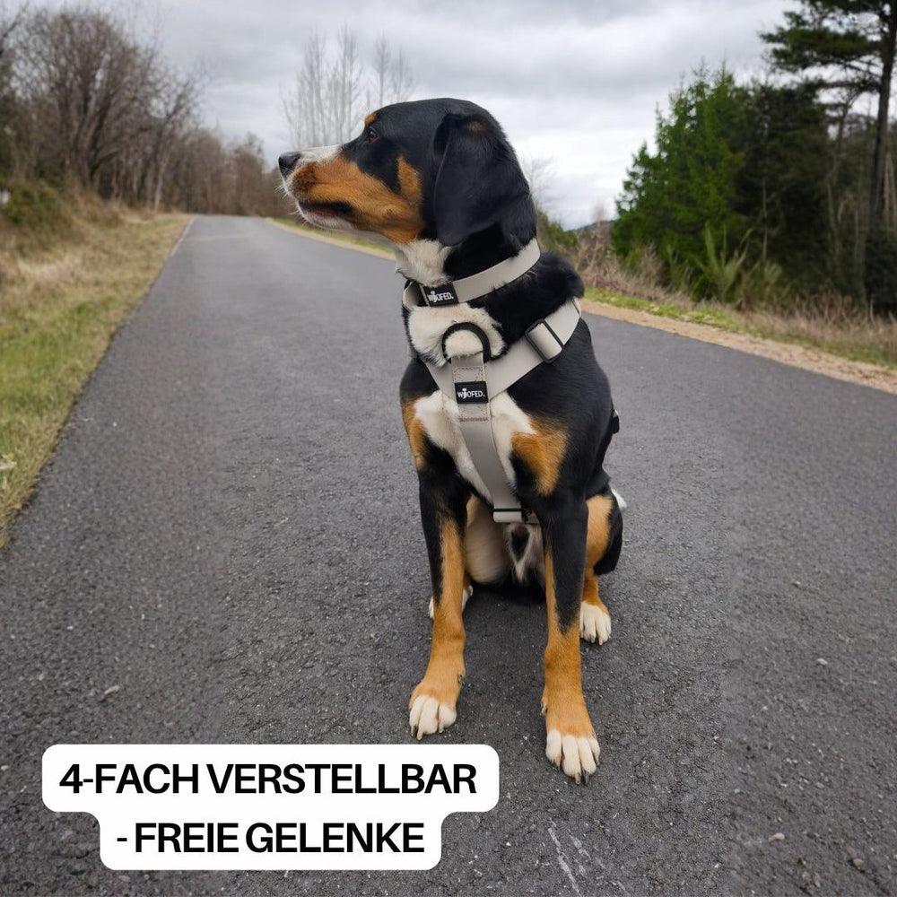 Hund im WOOFLEX® Geschirr auf einem Weg in der Natur, umgeben von Bäumen und Wolken, für optimale Bewegungsfreiheit.