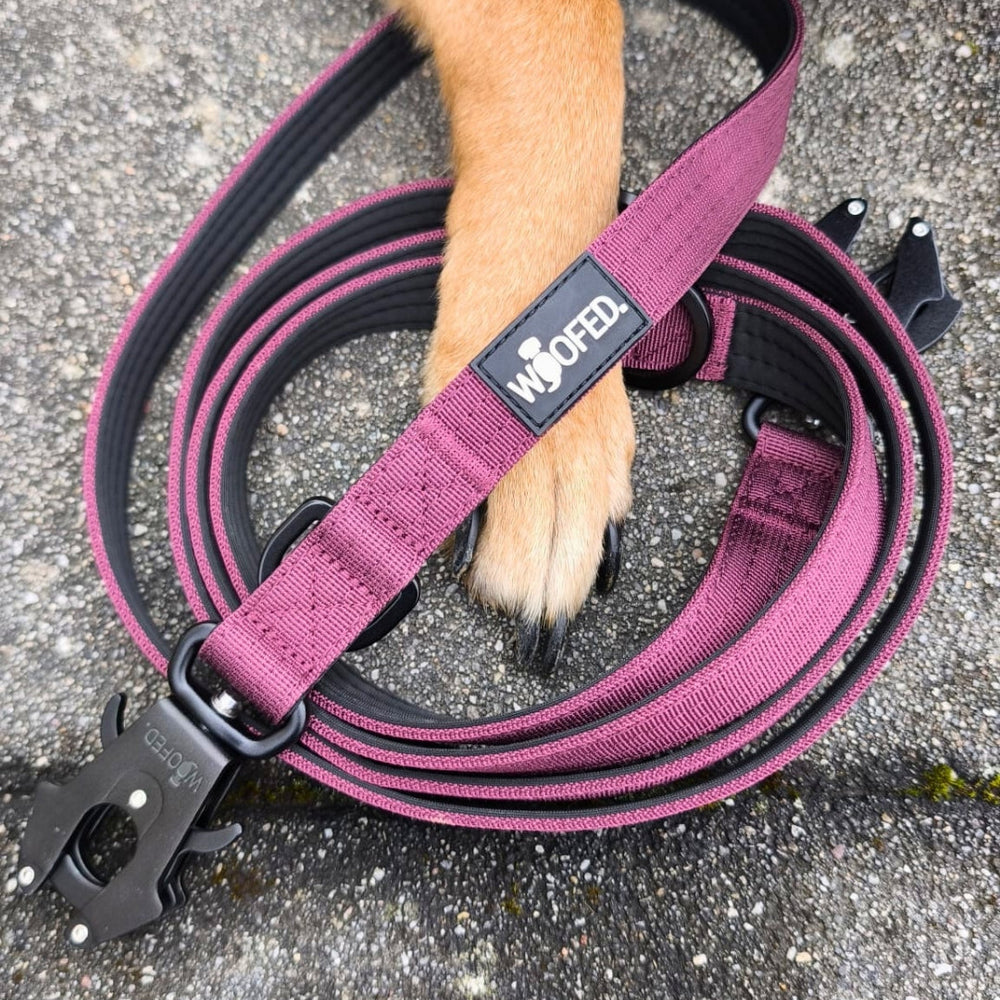 Hundefreundliche Nylon-Leine in tiefem Violett mit Froschkarabiner, auf grauem Untergrund, Hundepfote im Vordergrund.
