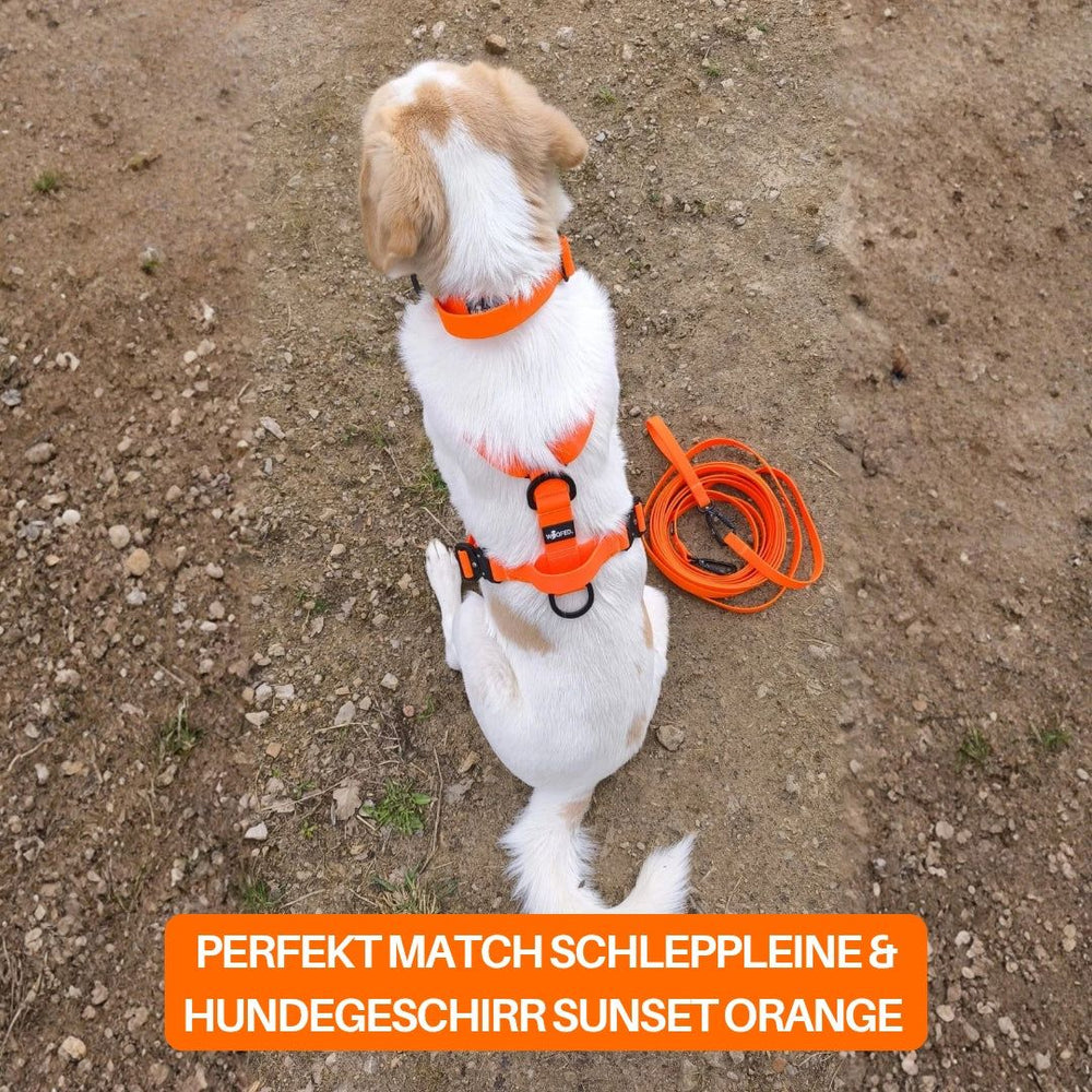 Hund mit orangenem Geschirr und Schleppleine WOOFLEX® auf unebenem Boden sitzend.