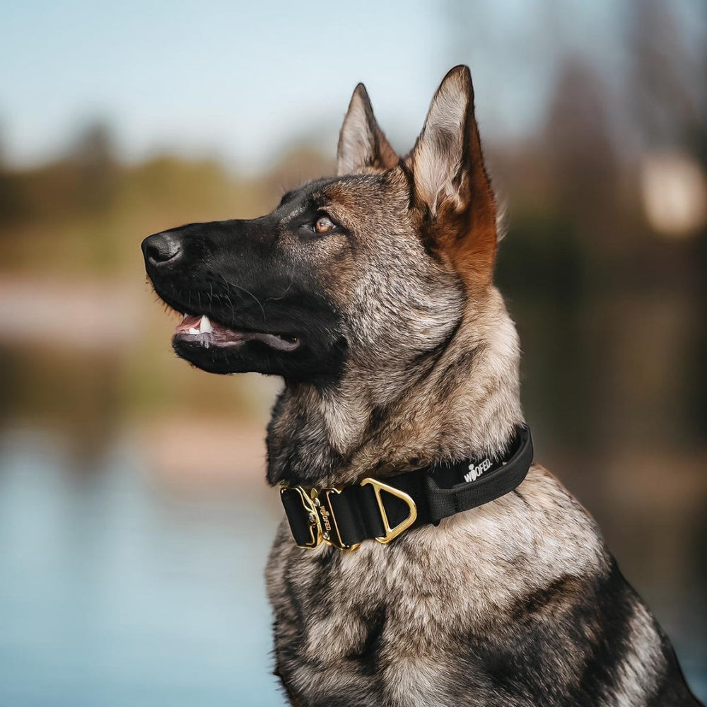 Schäferhund mit schwarzem Nylonhalsband und goldenen Aluverschluss am Gewässer, umgeben von Natur.