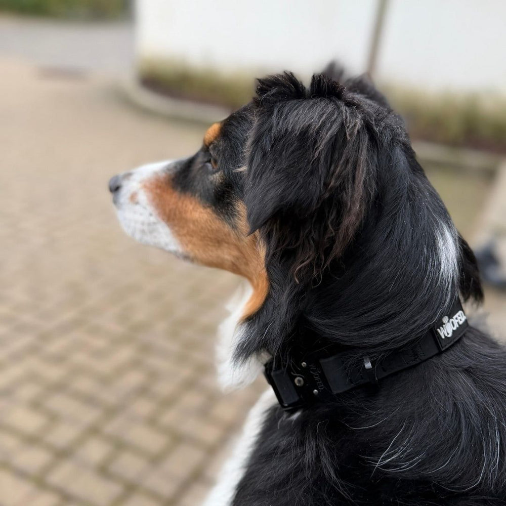 Hund im Profil mit langem, schwarzem und braunem Fell trägt ein verstellbares schwarzes WOOFLEX® Halsband.