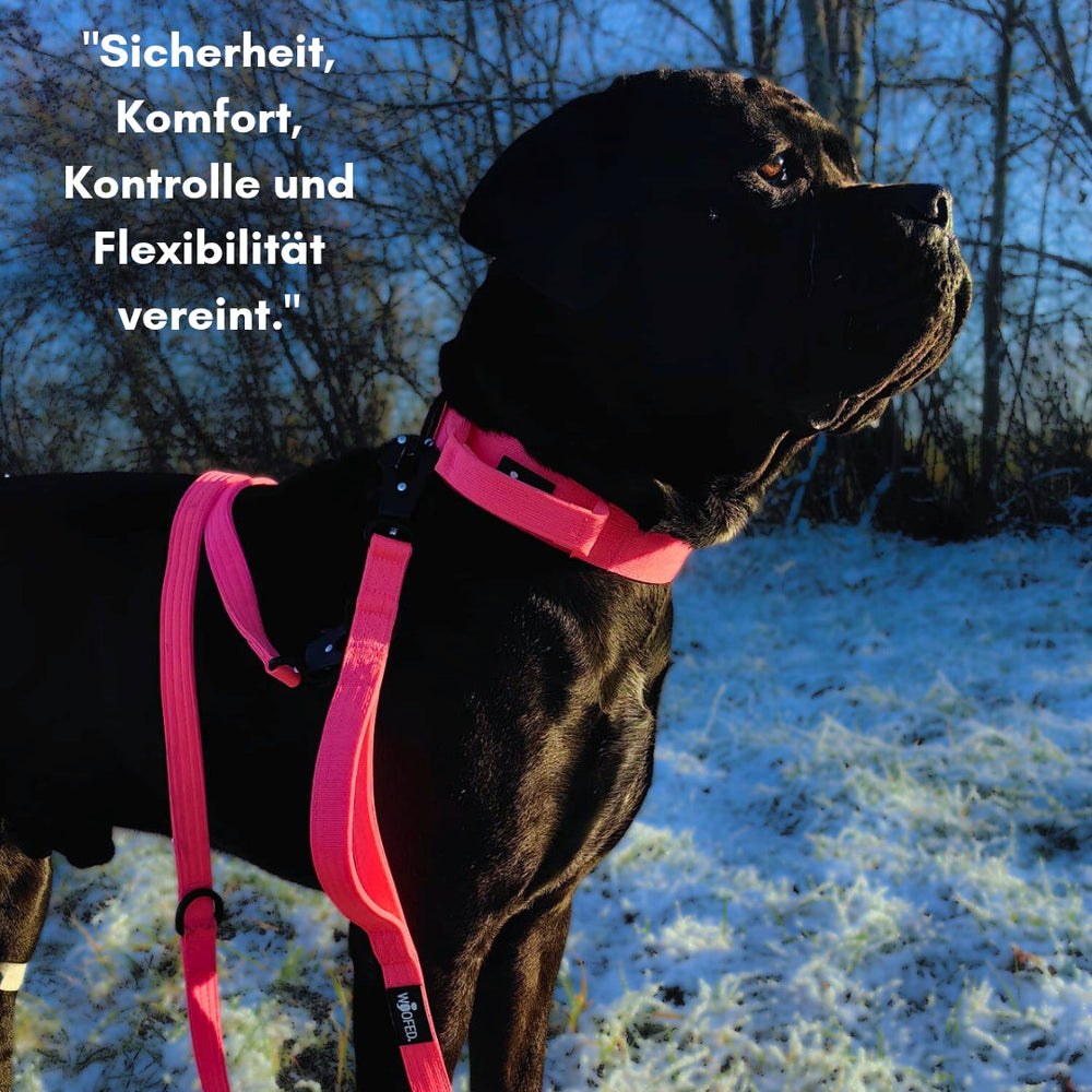 Schwarzer Hund mit pinkem Geschirr in verschneiter Landschaft, trägt eine Führleine mit NYLON Froschkarabiner.